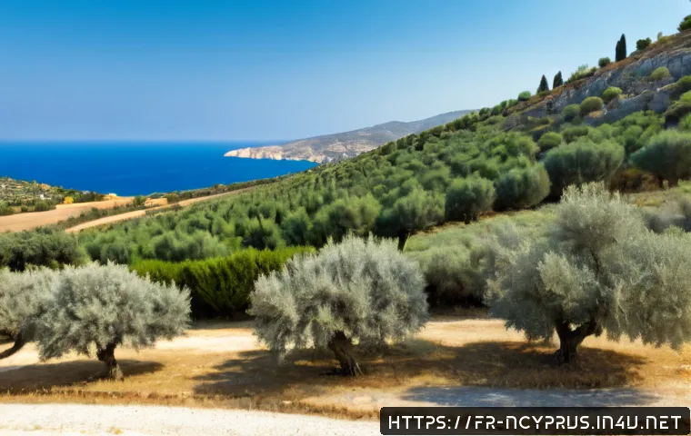북키프로스 올리브 산업 - Photorealistic wide view of a traditional olive grove in Northern Cyprus, silvery-green olive trees ...